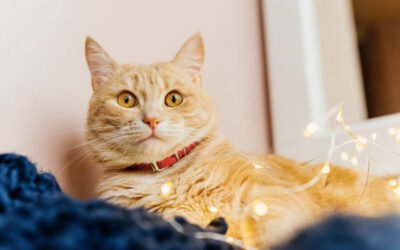 Our new cat ginger